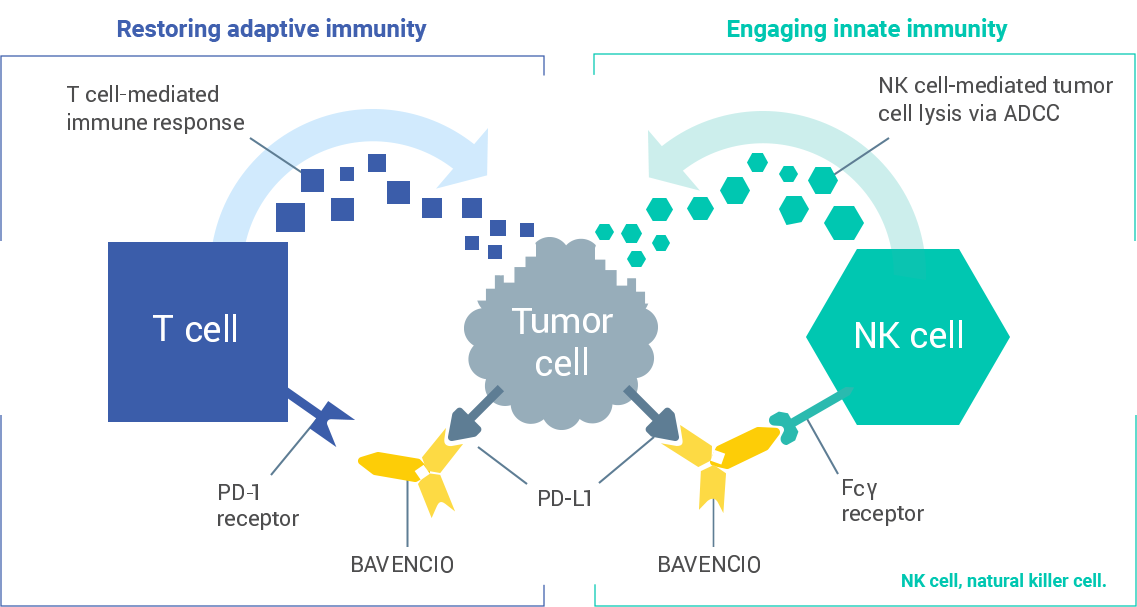 A graph showing how Bavencio works acts on tumor cells
