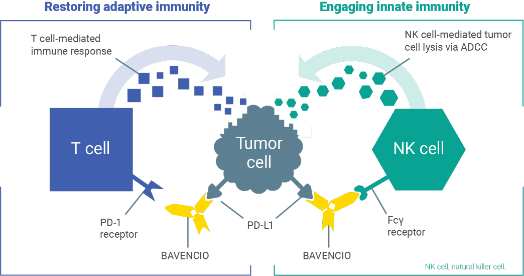 Graphic Showing BAVENCIO® (avelumab) Mechanism of Action