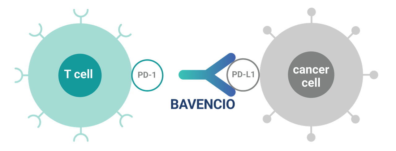 How BAVENCIO® (avelumab) Works